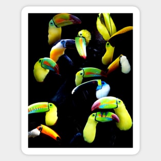 Toucans Sticker